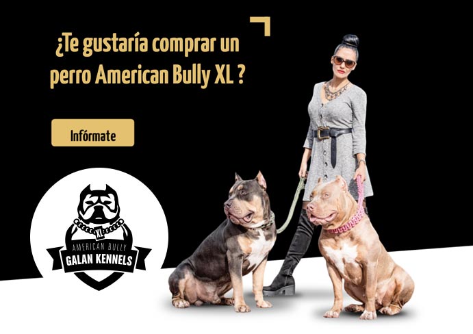 Diseño web animales Barcelona
