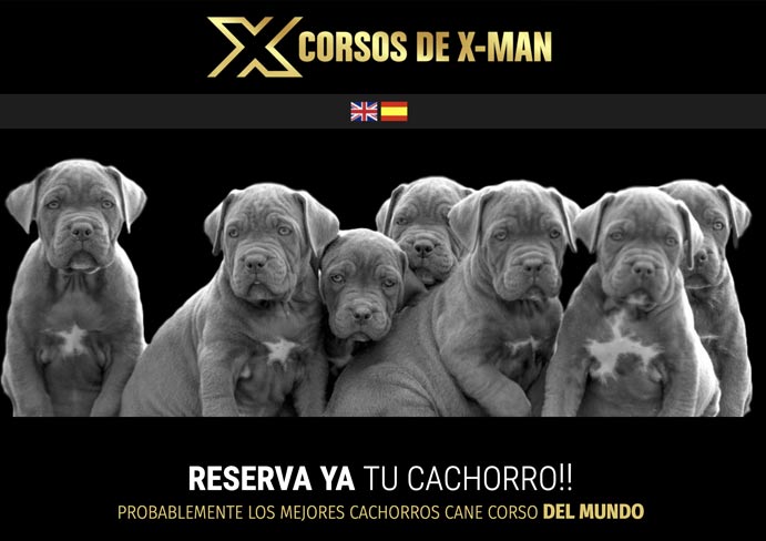 Diseño web tienda de animales en Barcelona 